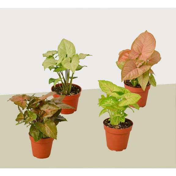 4 Different Syngonium Plants - Arrowhead Plants / 4" Pot / Live Plant