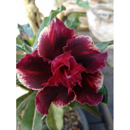 Toadstool Seeds 4 Double Red Magenta Desert Rose Seeds, Exotic Adenium Obesum Perennial Flower