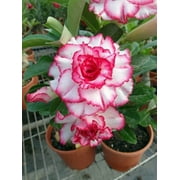 Toadstool Seeds 4 Double Red White Desert Rose Seeds, Perennial Adenium Obesum Exotic Flower