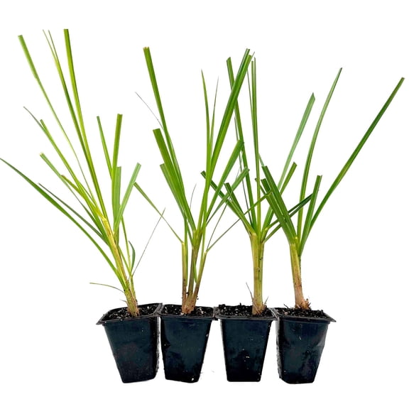 4 Dwarf White Pampas Grass – Compact Ornamental Grass with Large White Plumes for Screens & Accents (Cortaderia selloana ‘Pumila’) in 3.5” Cubes, Live Plants