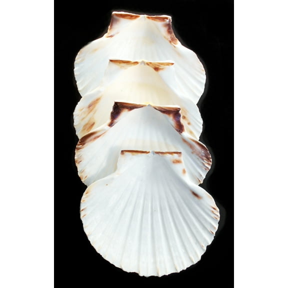 4 Extra Large Real Irish Baking Scallop Shells (4 1/2"- 4 7/8") Restaurant Quality Beach Dining Decoupage (4-Pack)