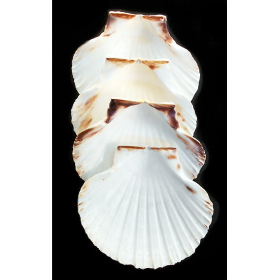 4 Extra Large Real Irish Baking Scallop Shells (4 1/2"- 4 7/8") Restaurant Quality Beach Dining Decoupage (4-Pack)