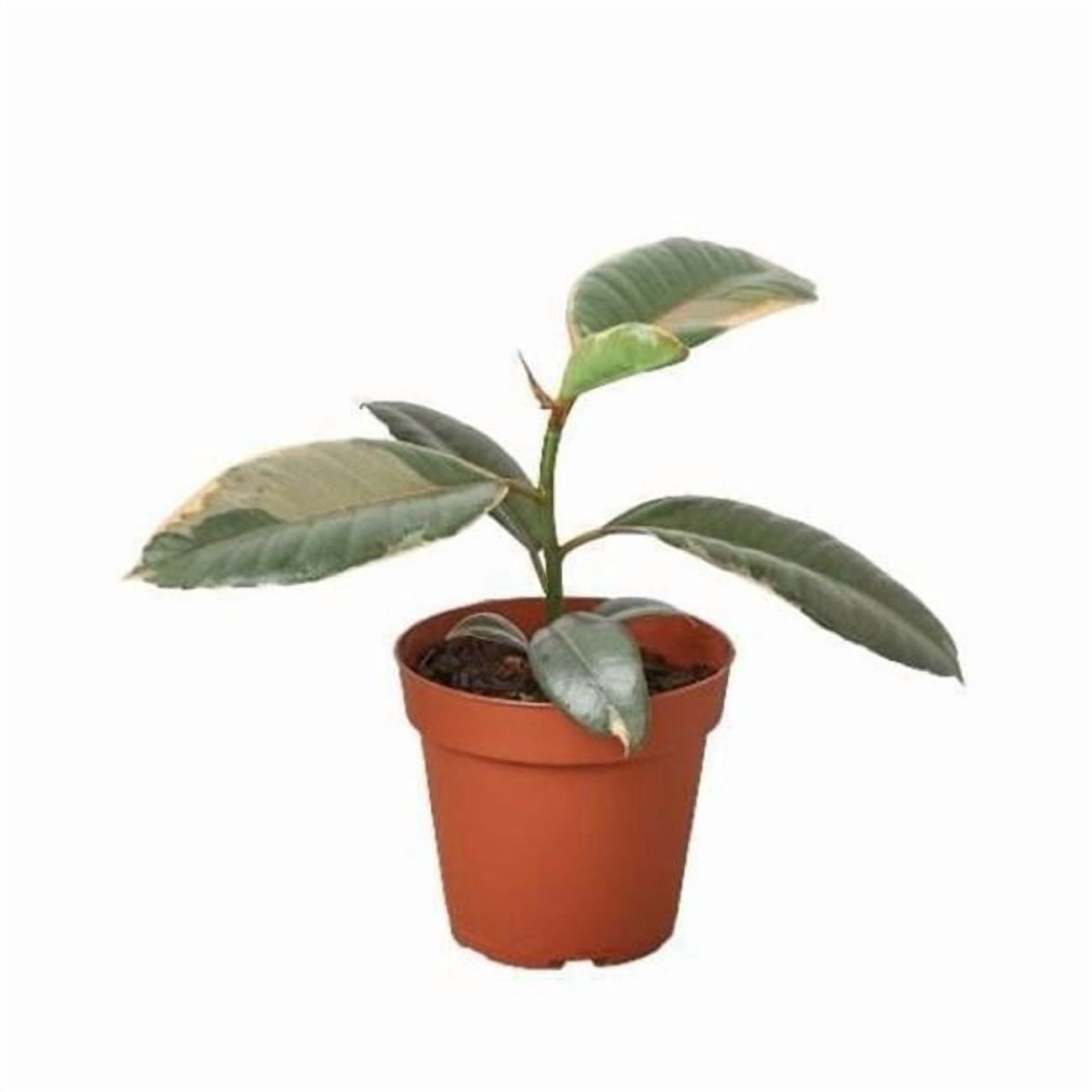 4-FICUS-RUBY.PINK 4 in. Ficus Elastica Ruby Pink Pot - Walmart.com