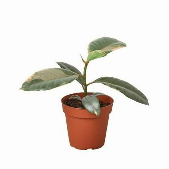4-FICUS-RUBY.PINK 4 in. Ficus Elastica Ruby Pink Pot