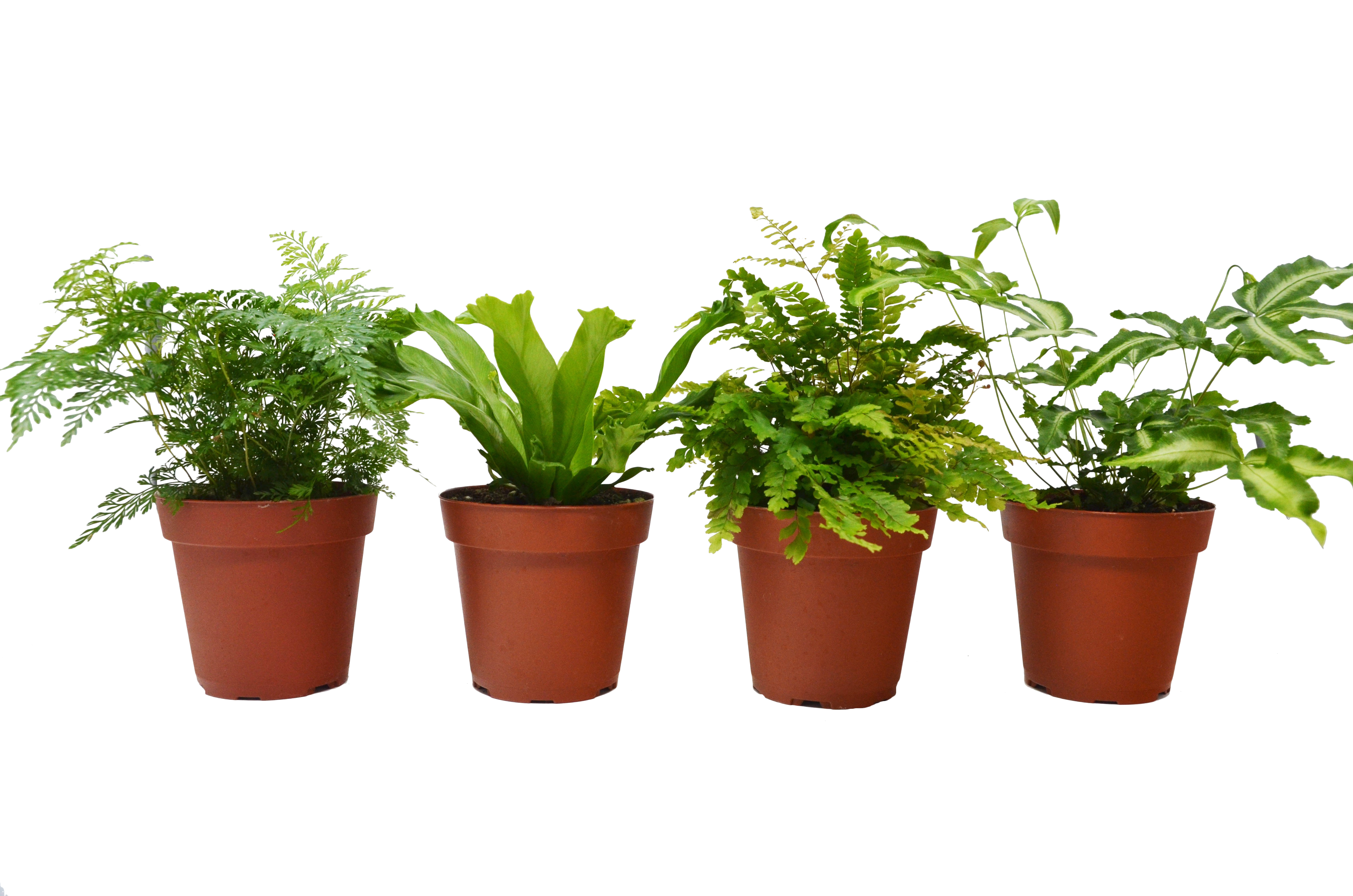 4 Fern Variety Pack Live Plants FREE Care Guide 4" Pot House Plant