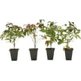thumbnail image 1 of 4 Fire Power Heavenly Bamboo, Live Plants (Nandina Domestica) – Vibrant Foliage in 2.5” Nursery Cubes – Striking Fiery Red in Fall & Winter, Low-Maintenance Garden Accent, 1 of 8
