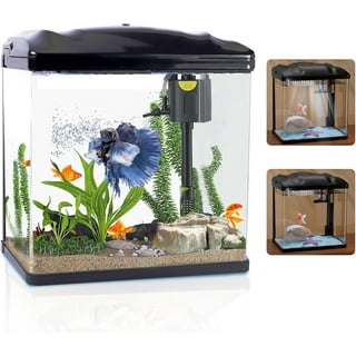 Live Betta Fish