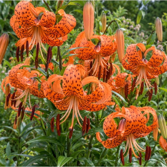 4 Giant Lancifolium Tiger Lily Bulbs for Spring Planting, Fragrant, Vibrant Orange Lilium Bloom, Perfect for Garden Borders, Cut Flowers