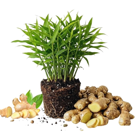 4 Ginger Plants Live for Planting, Live Ginger Plants, 4 to 6 Inches Tall, Herb Plants for Garden