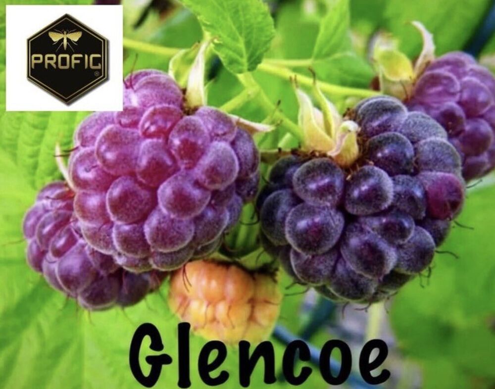 4 Glencoe Raspberry Plants Purple Live Plant Fruit SALE !!