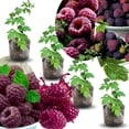 thumbnail image 1 of 4 Glencoe Thornless Raspberry Live Plants, Berry Bush Plant, 4-6 Inch Tall, 1 of 6