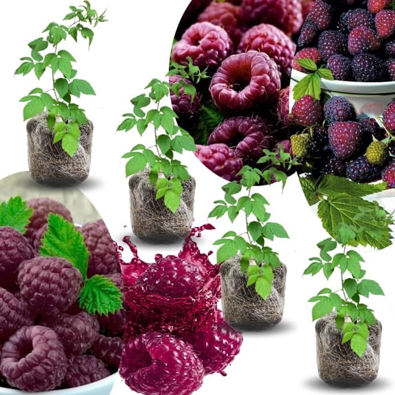 4 Glencoe Thornless Raspberry Live Plants, Berry Bush Plant, 4-6 Inch Tall