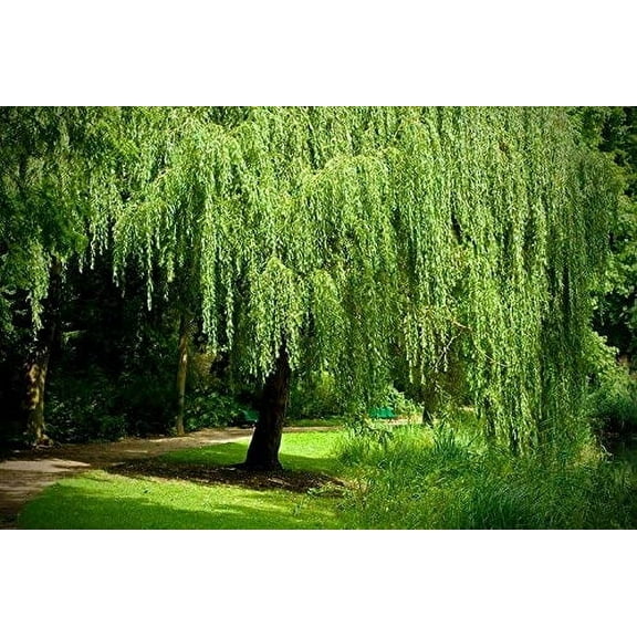 4 Golden Weeping Willow Tree Cuttings