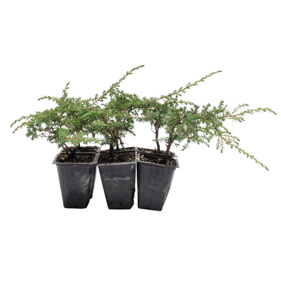 4 Green Carpet Juniper in 3.5" Nursery Cubes | Juniperus communis | Low-Growing, Dense Evergreen Groundcover Shrub | Ready-to-Plant Starter Plants (6 Green Carpet Juniper)