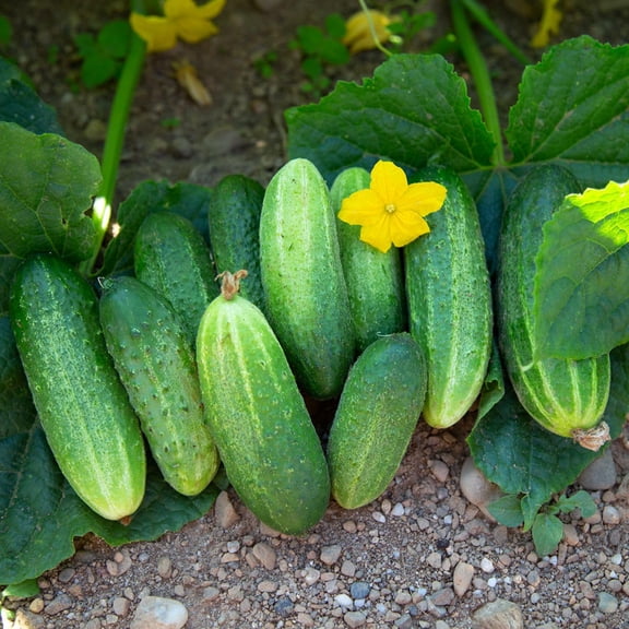 5 Inch Cucomber Cucumber Plants Live