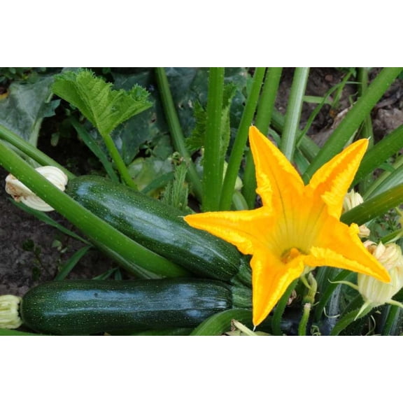 4 Green Squash Zucchini Plants Seedlings, Live Squash Plants From 6 To 8 Inches Tall, 4 Inches Pot