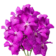 4 Hot Pink Vanda Orchid Flowers- Beautiful Fresh Cut Flowers- Express Delivery