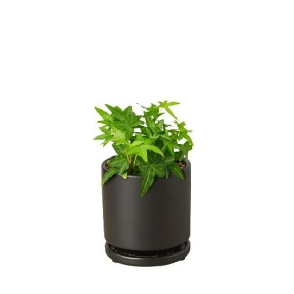 4-IVY-GREEN-PP.BLK.CYL 4 in. English Ivy Green California Cylinder Pot, Black