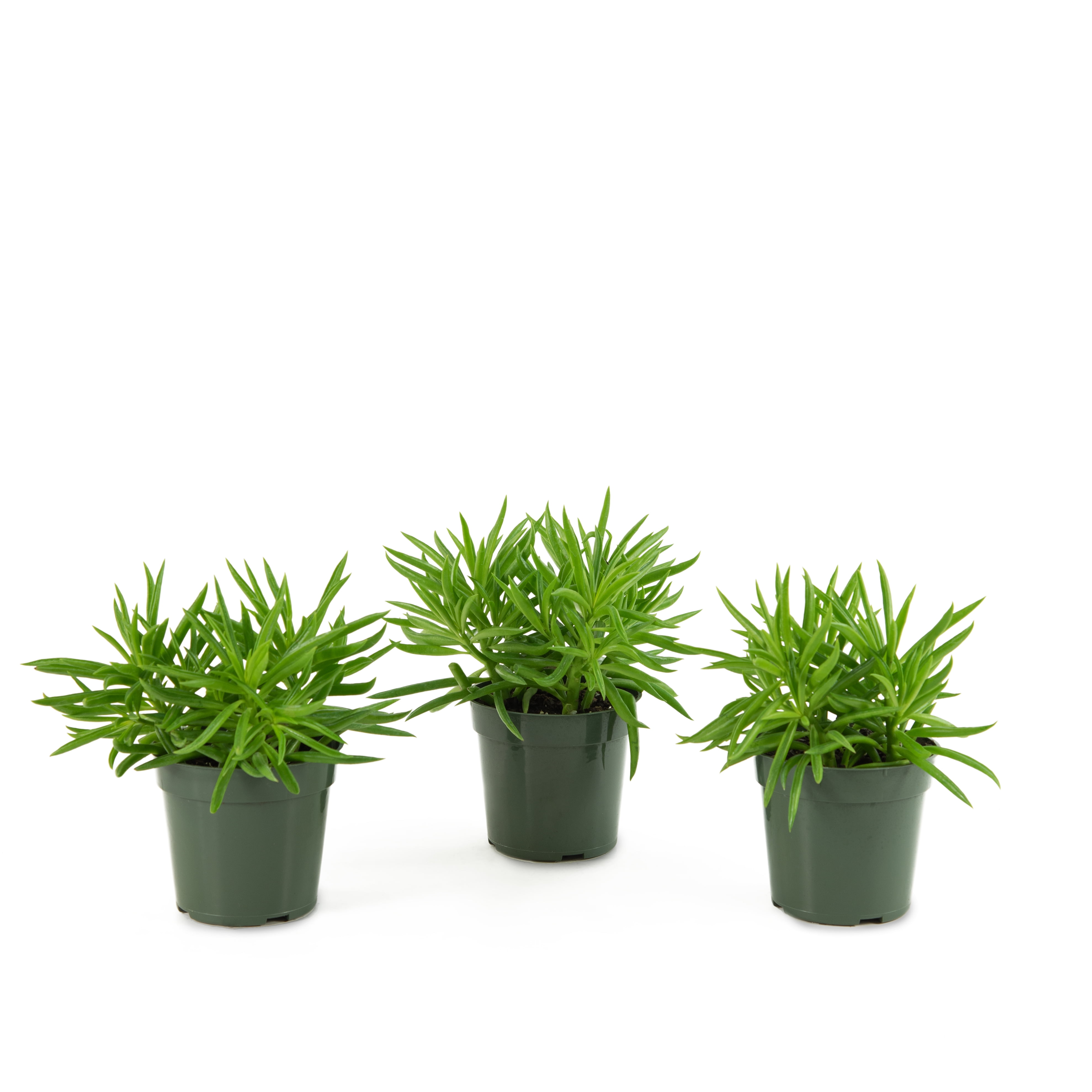 4 in Live Houseplant Peperomia Happy Bean with Bright Indirect Sunlight- 3 Piece