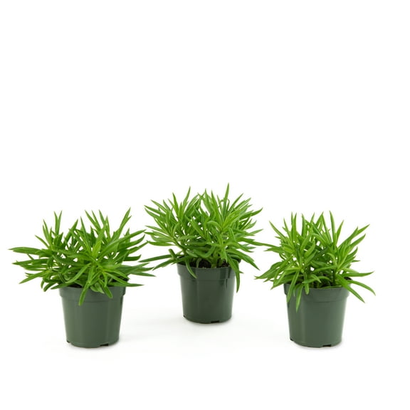 4 in Live Houseplant Peperomia Happy Bean with Bright Indirect Sunlight- 3 Piece