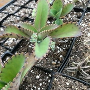 4 Kalanchoe Daigremontianum/Mother of Thousands/Mother of Millions/Mexican Hat Plant/Bryophyllum daigremontianum