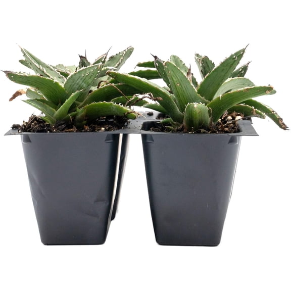 4 King Ferdinand Agave – Live Plants in 2.5" Nursery Cubes | Agave Ferdinandi-Regis 'King Ferdinand' | Easy Care Drought-Tolerant Succulent for Home & Garden