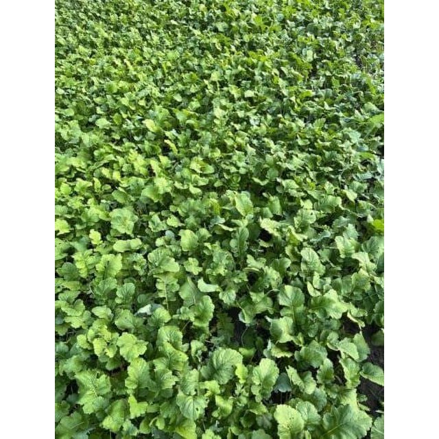 4 LB Brassica Buffet Deer Food Plot Mix 3 Species of brassicas