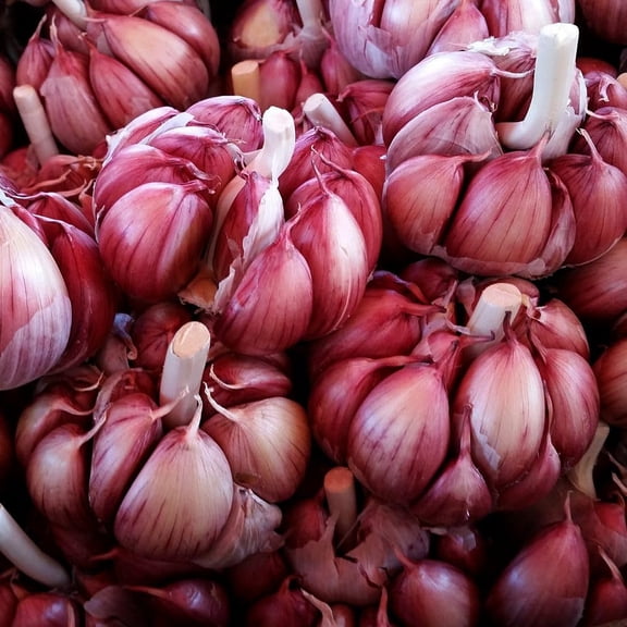 4 Large Red Garlic Bulbs for Planting, Heirloom Hardneck Seed Garlic, High Yield Garden, Fall and Spring Planting