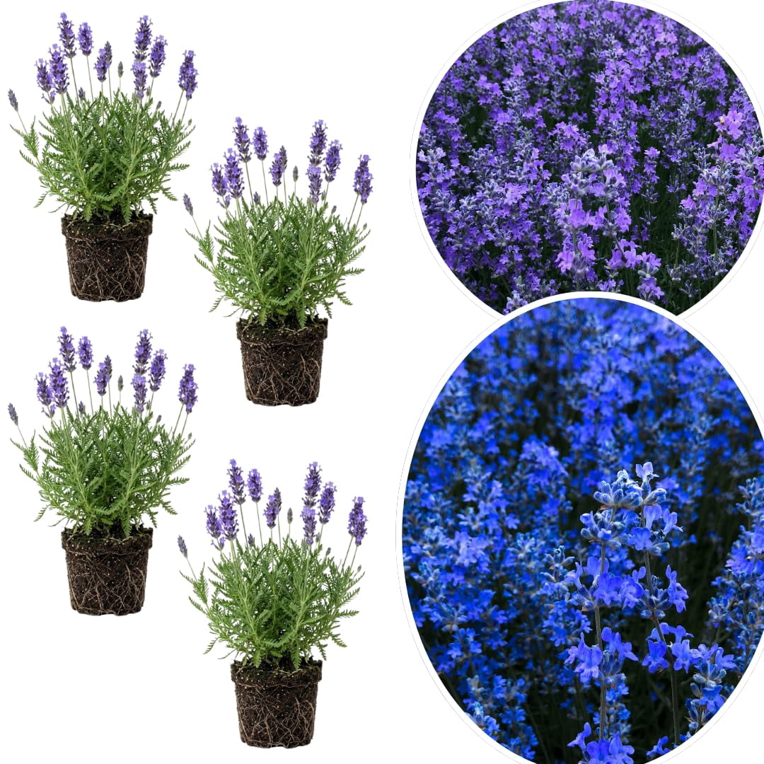 succulent plants in white pots 3 pcs 6