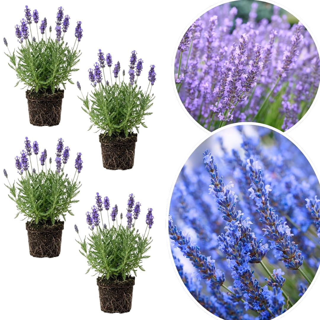 Hardy Lavender Plant