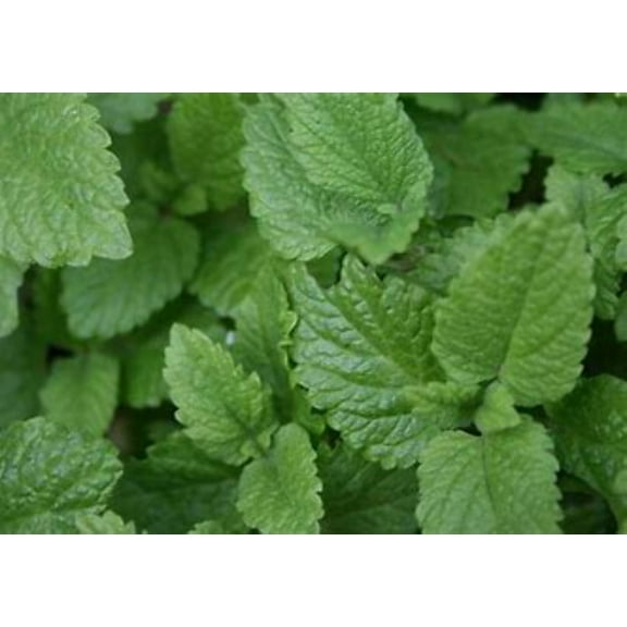 Lemon Balm Live Plant Dormant Bare Root (4 Count)