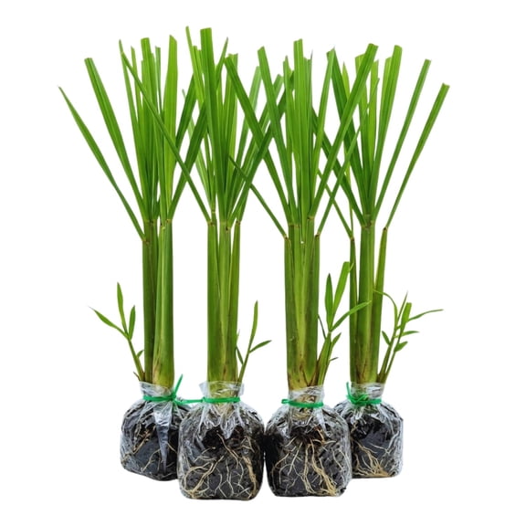 4 Lemongrass Live Plants, Lemongrass Plants Live, Herbs Stalks from 4 to 7 Inc Tall