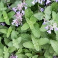 thumbnail image 1 of 4 Live Catnip Plants, Catnip Mint Plants for Home Garden, Containers Growing, Size 3 to 6 Inch Starter Plants, No Pot, Well Rooted, 1 of 6