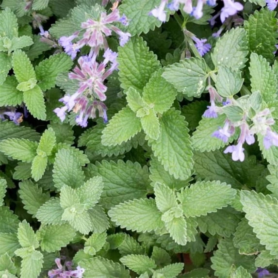 4 Live Catnip Plants, Catnip Mint Plants for Home Garden, Containers Growing, Size 3 to 6 Inch Starter Plants, No Pot, Well Rooted