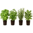 thumbnail image 1 of 4 Live Fragrant and Edible Herb Plants Combo, Random Assorted Varieties: Rosemary, Basil, Lemon Balm, Mint and Other Herbs, 1 of 6
