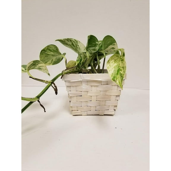 4" Live Golden Pothos - Indoor Plant in a 4" White Woven Wicker Gift Basket