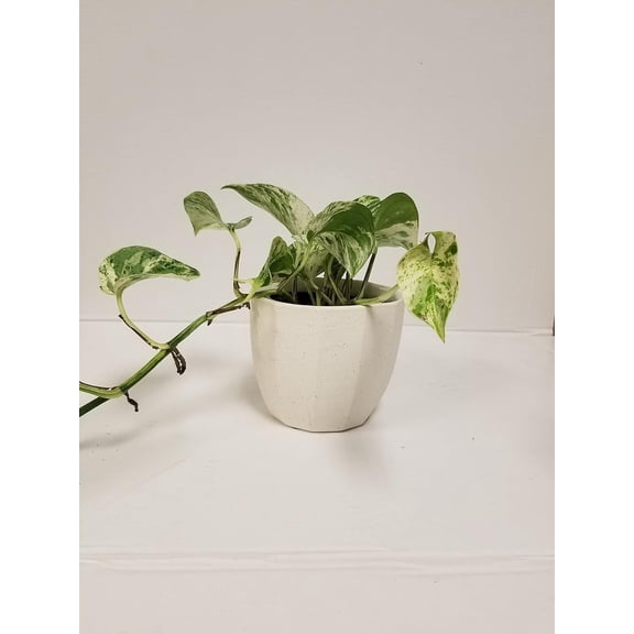 4" Live Golden Pothos in 4" White Ceramic Gift Container