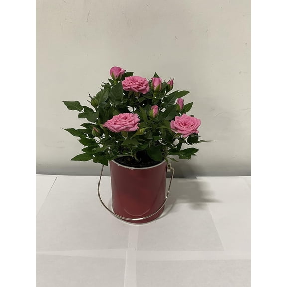 Miniature Roses for Patio and Garden Enjoy Colorful Fragrant Blooms