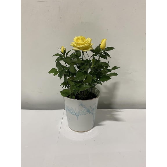 4" Live Mini Yellow Rose Bush in Blue Swirl Ceramic Gift Container