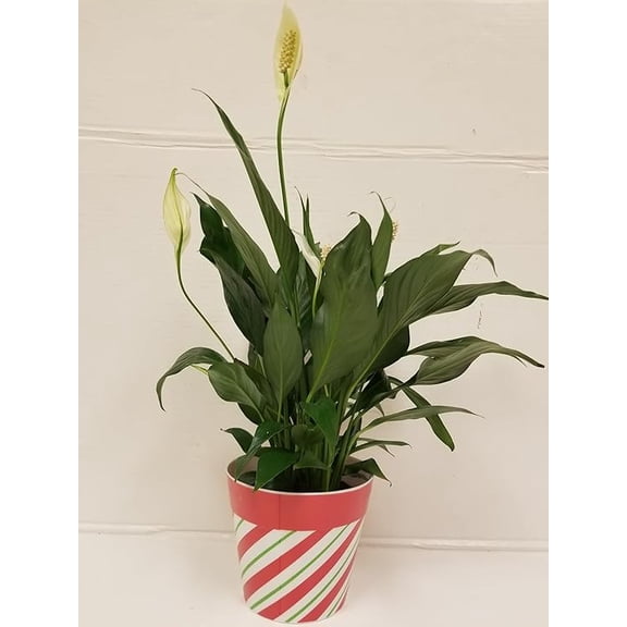 4" Live Peace Lily in a Holiday or Christmas Candy Cane Gift Container