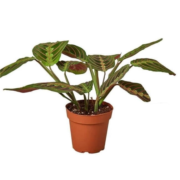 4-MARANTA-RED-NURSERY.POT-3 Maranta Red Prayer Plant - 4in. - Pack of 3 - Easy Care