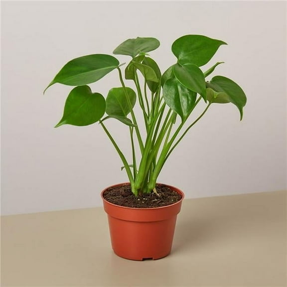 4-MONSTERA-DELICIOSA Philodendron Monstera Split-Leaf Plant in 4 in. Pot