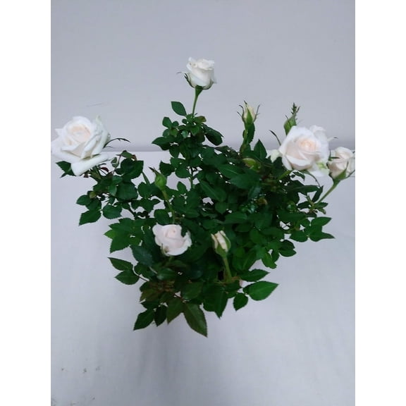 4" Mini White Rose Bush