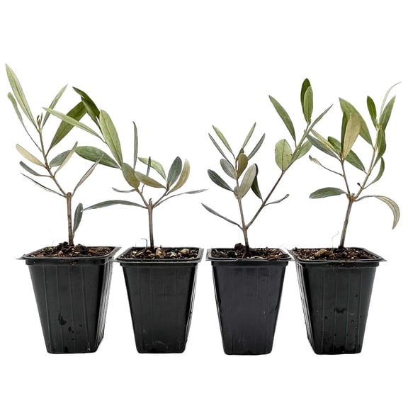 4 Mission Olive Trees – Evergreen Edible Olive Fruit Tree for Indoor or Outdoor Growing, Mediterranean Patio & Container Plant (Olea europaea ‘Mission’) in 3.5″ Cubes, Live Plants