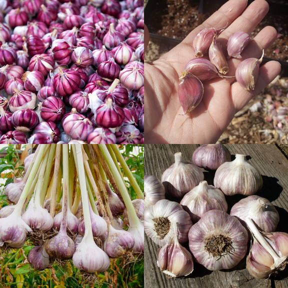4 Mix Garlic Bulbs for Growing, Assorted Variety, Planting Outdoors, Hardneck Softneck Garlic Ready to Grow