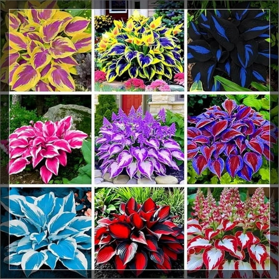 4 Mixed Hosta Roots-Low‑Maintenance, Easy‑Grow for Garden Beds,Borders,Plant Pots & Planters