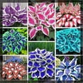 thumbnail image 1 of 4 Mixed Hosta Roots-Low‑Maintenance, Easy‑Grow for Garden Beds,Borders,Plant Pots & Planters, 1 of 5