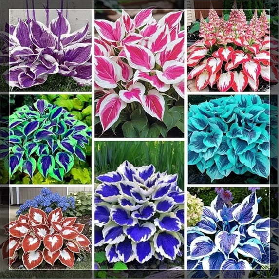 4 Mixed Hosta Roots-Low‑Maintenance, Easy‑Grow for Garden Beds,Borders,Plant Pots & Planters