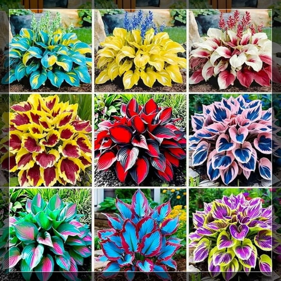 4 Mixed Hosta Roots-Low‑Maintenance, Easy‑Grow for Garden Beds,Borders,Plant Pots & Planters