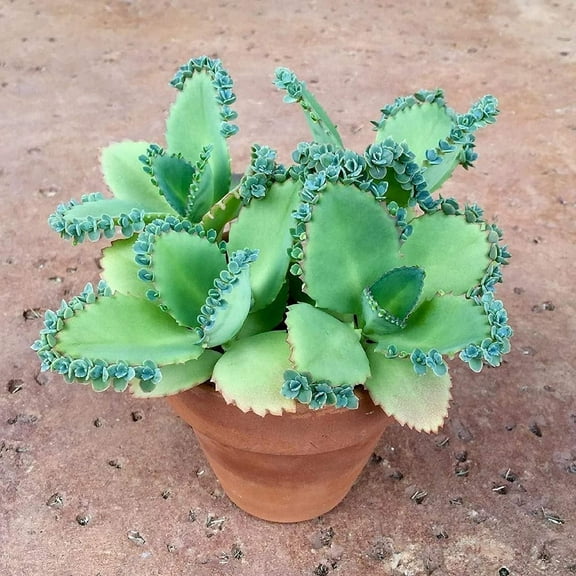4 Mother of Thousands Live Plants - Kalanchoe daigremontiana - Mexican Hat Plant, Succulent Live Plants - Great Indoor Plant